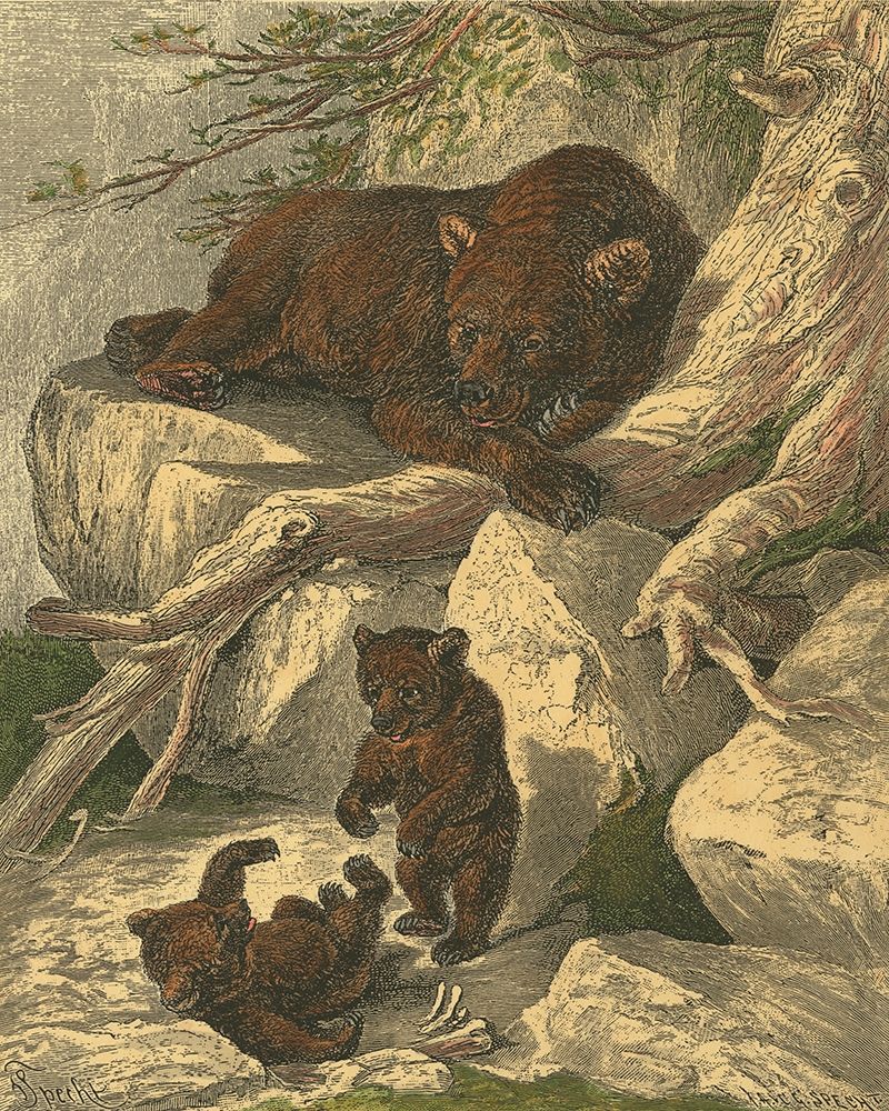 Small Brown Bear
