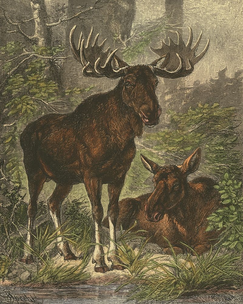 Small Moose