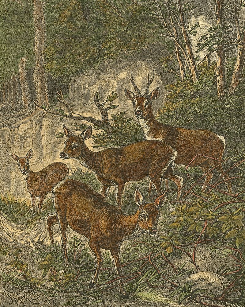 Small Roe Deer