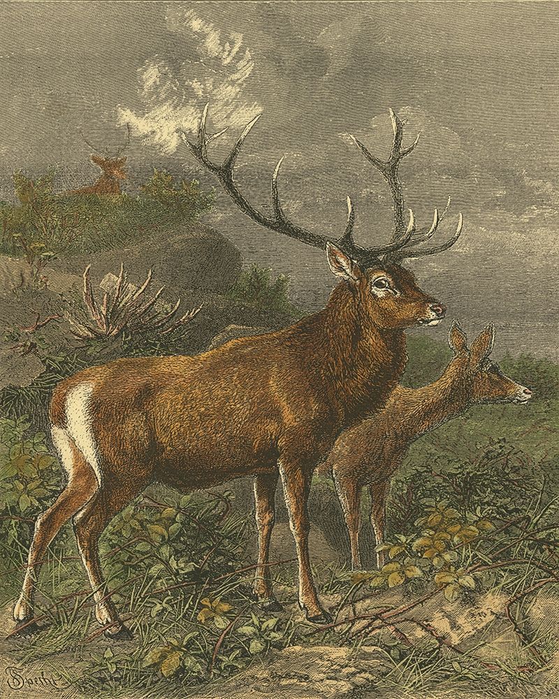 Small Red Deer