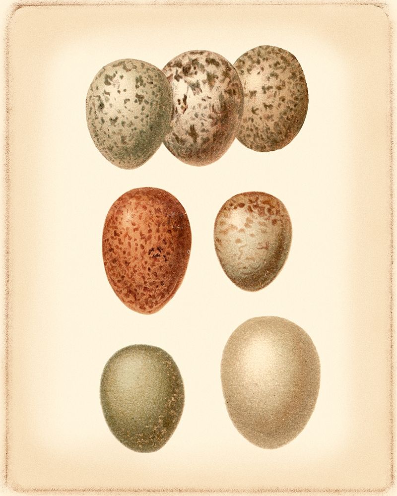 Bird Egg Study I