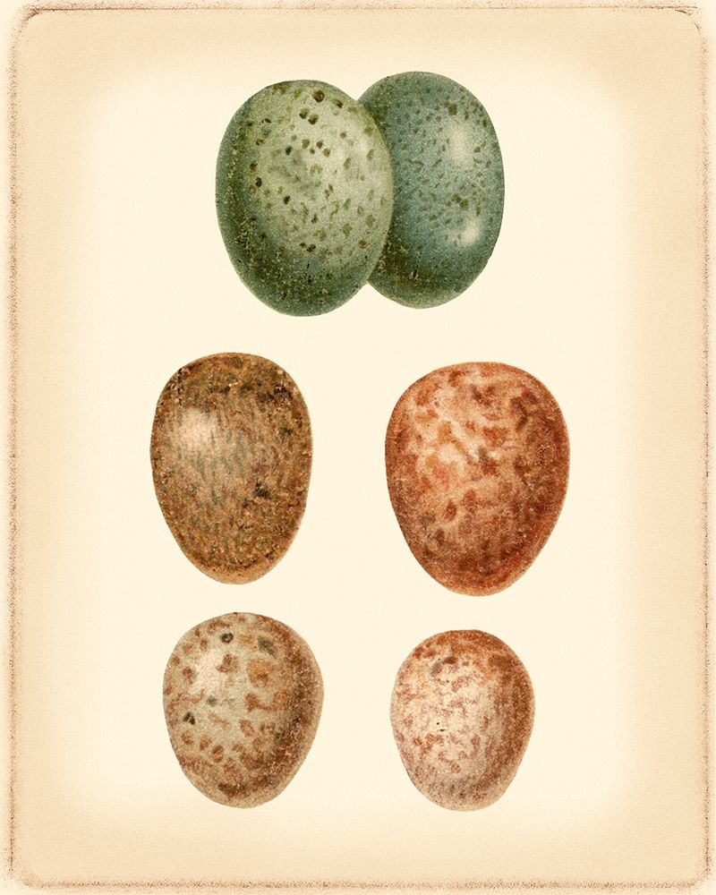 Bird Egg Study V