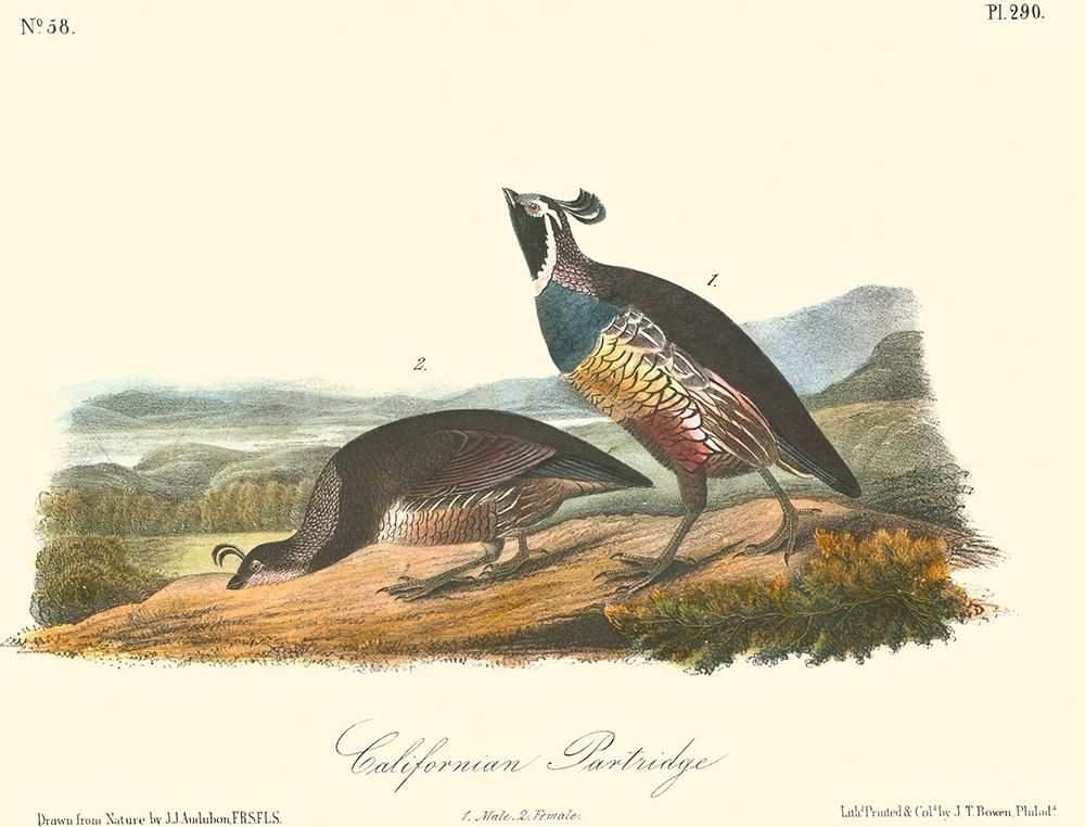 California Partridge