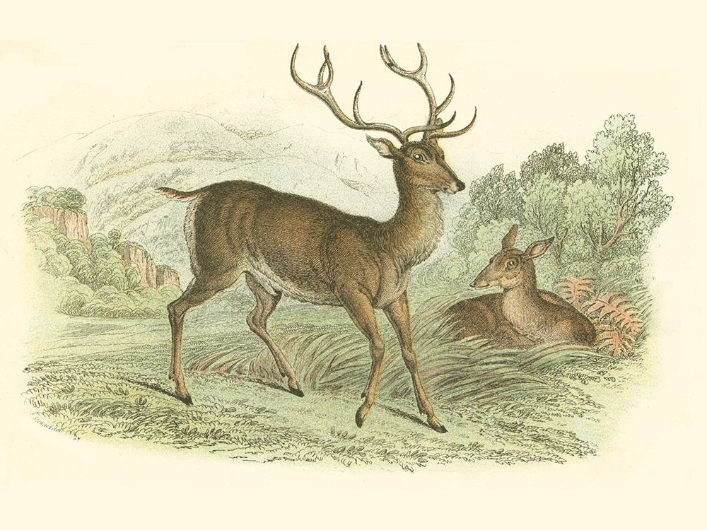 Petite Red Deer