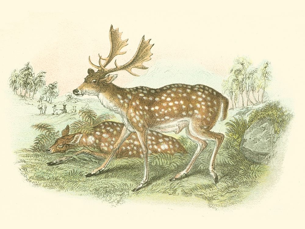Petite Fallow Deer