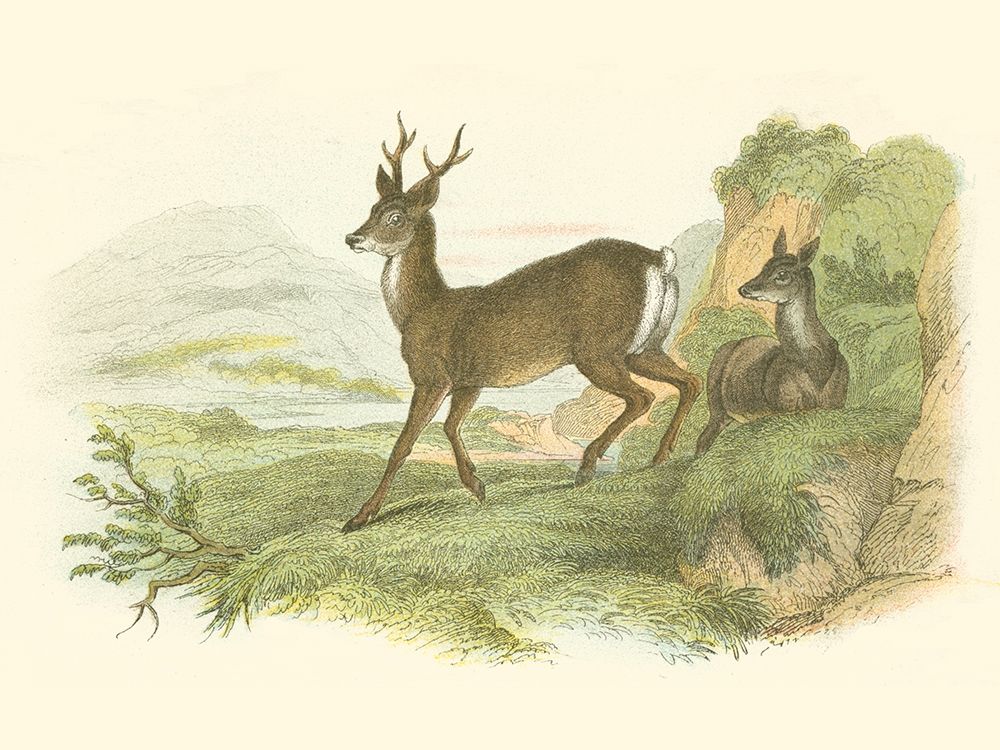 Petite Row Deer