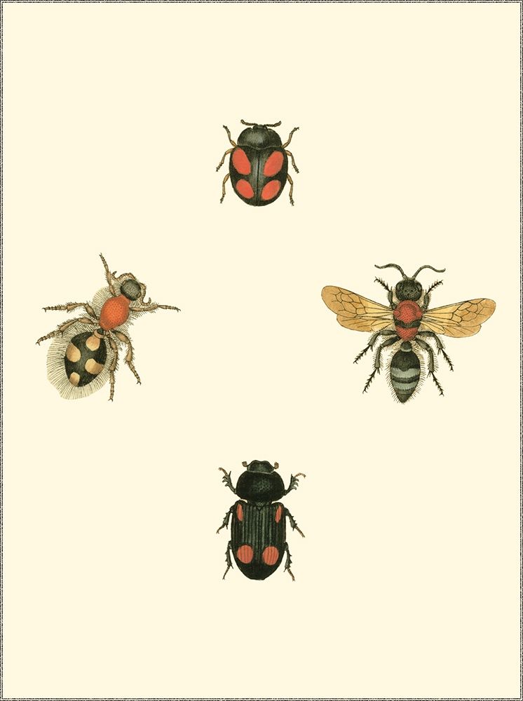 Insecte I