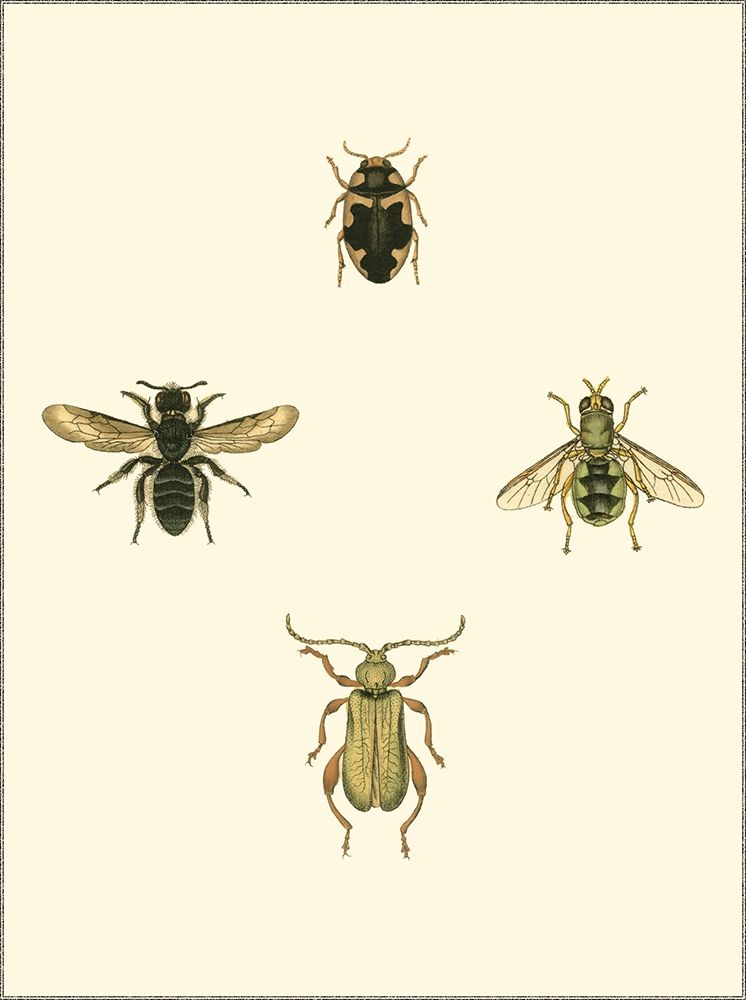 Insecte II