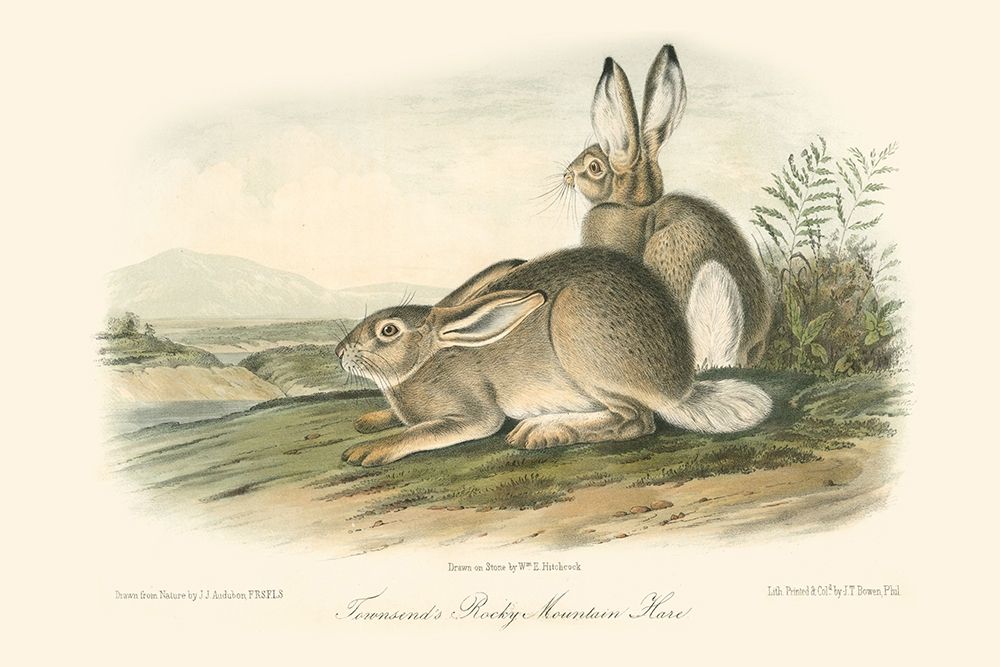 Rocky Mountain Hare