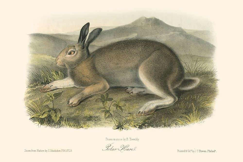 Polar Hare