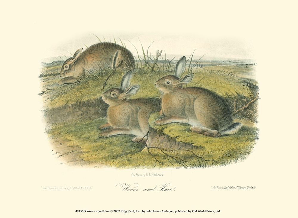 Worm-wood Hare