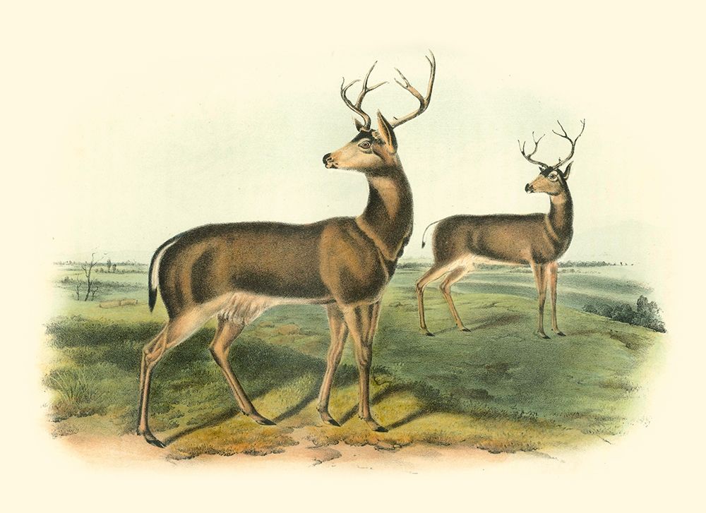 Columbian Black-tailed Deer