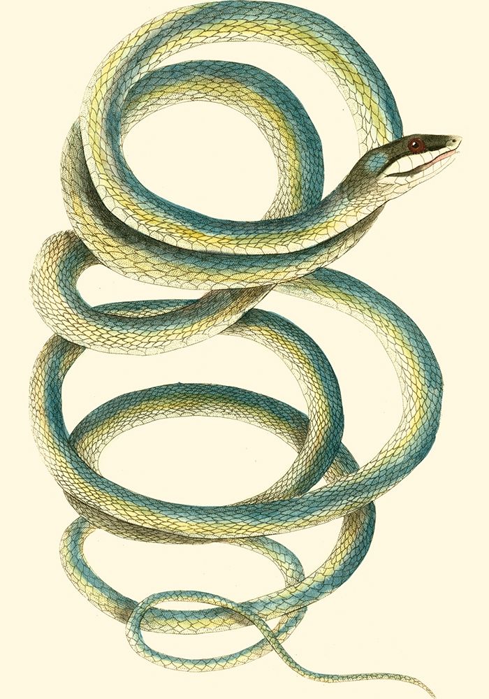 Vibrant Snake II