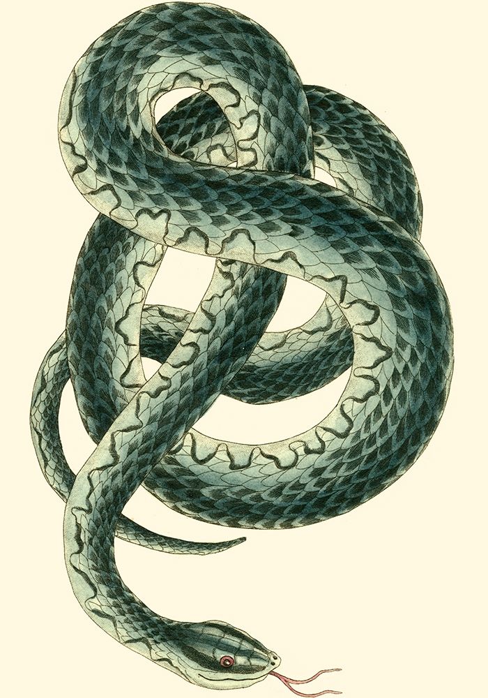 Vibrant Snake III