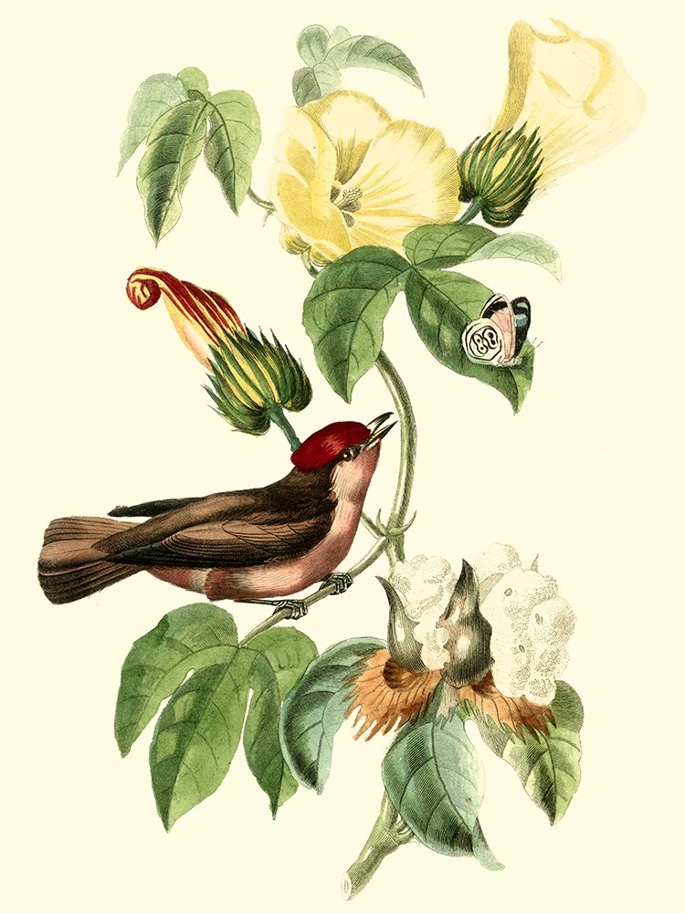 Cuvier Exotic Birds I