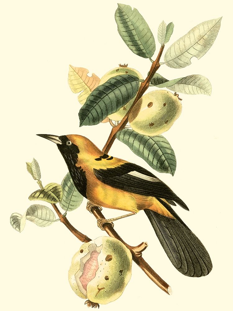 Cuvier Exotic Birds II