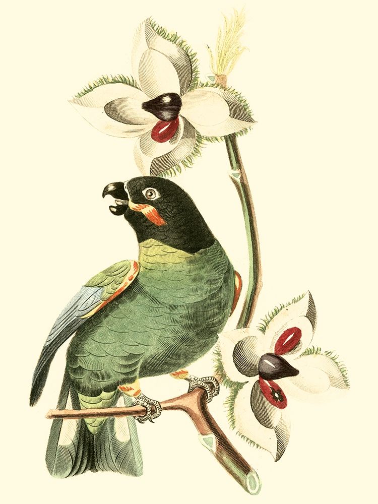Cuvier Exotic Birds III