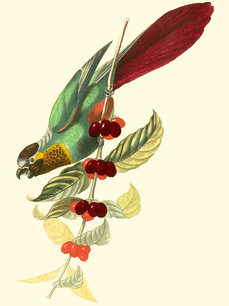 Cuvier Exotic Birds IV