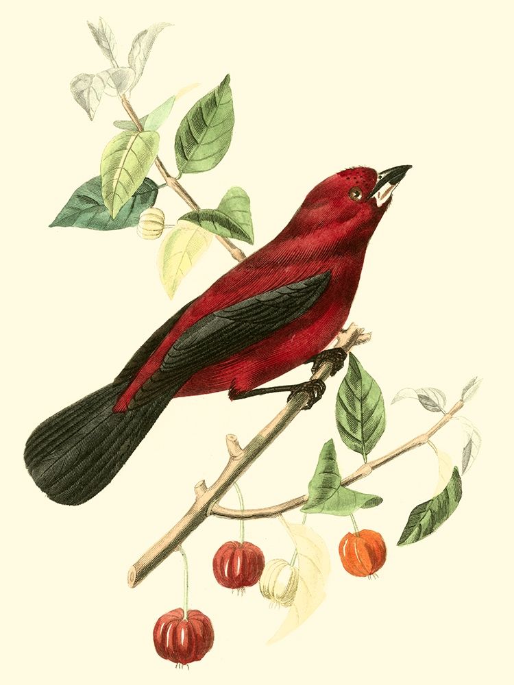 Cuvier Exotic Birds V
