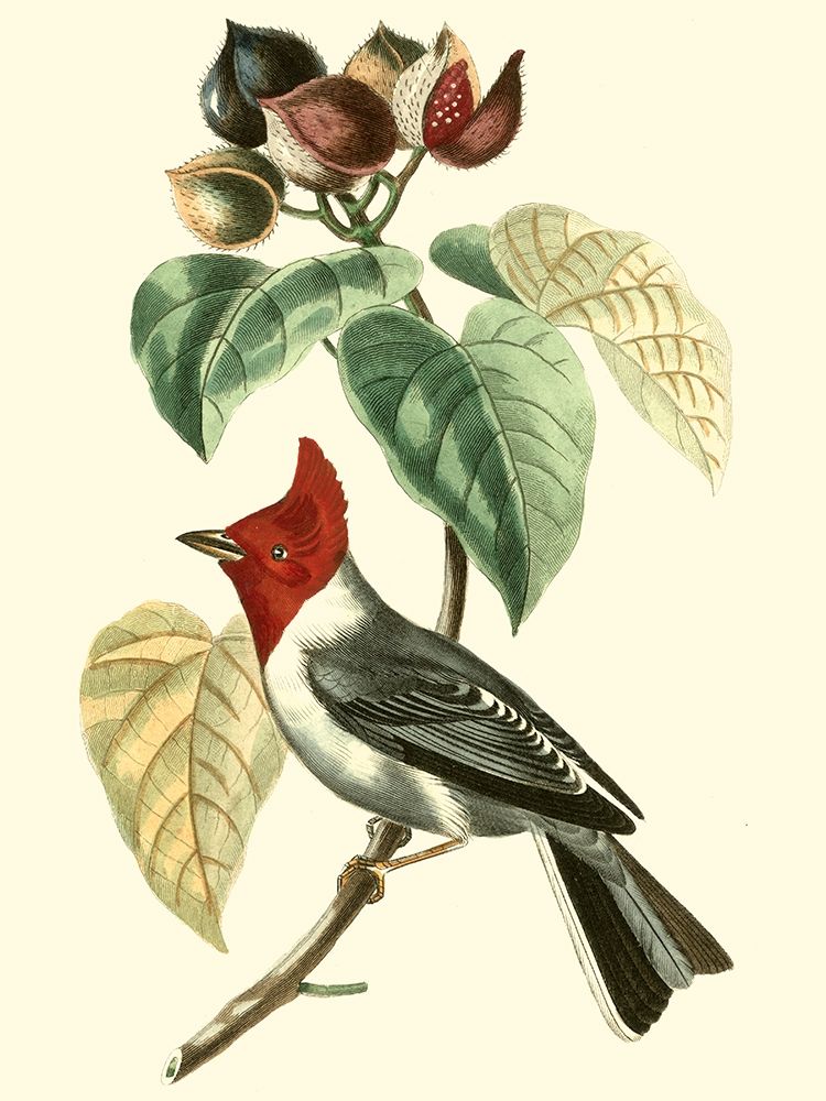 Cuvier Exotic Birds VI