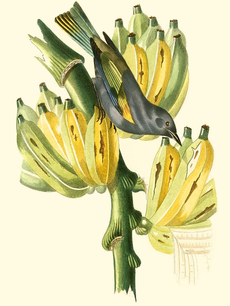Cuvier Exotic Birds VII