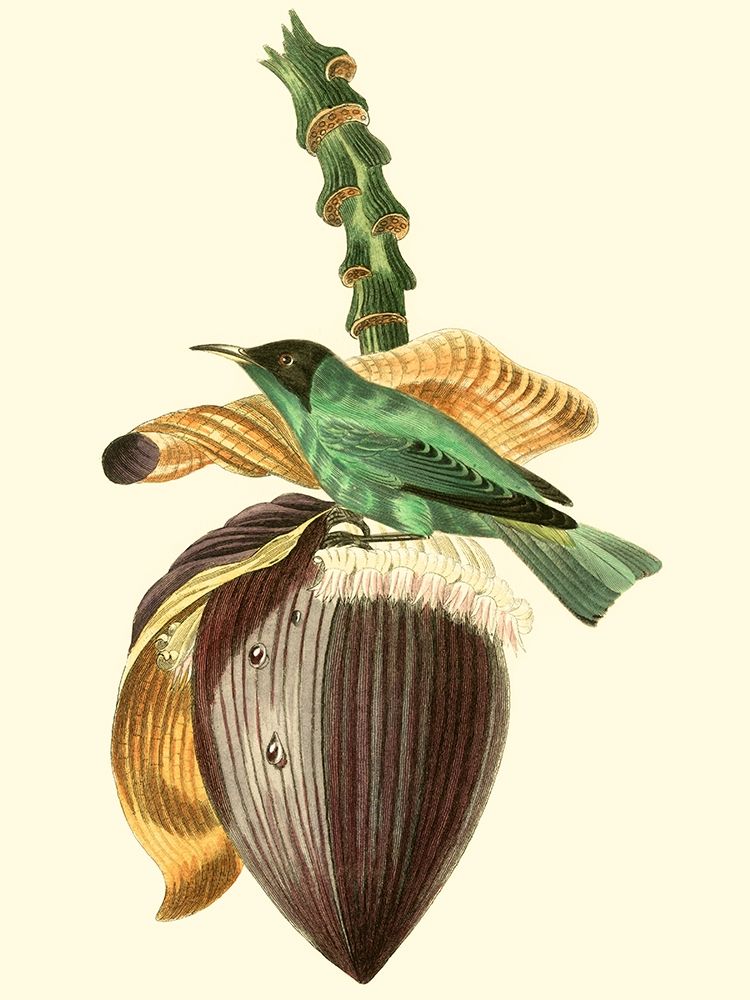 Cuvier Exotic Birds VIII