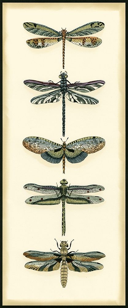 Small Dragonfly Collector II