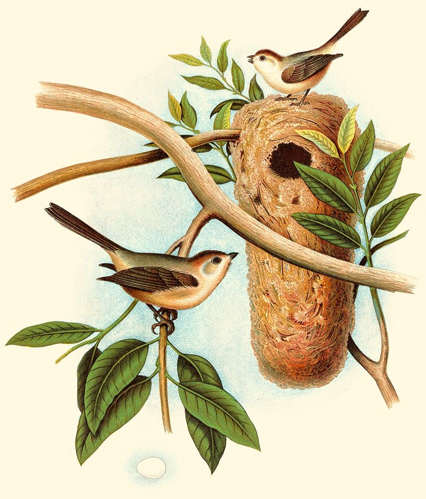 Feathering Nest I