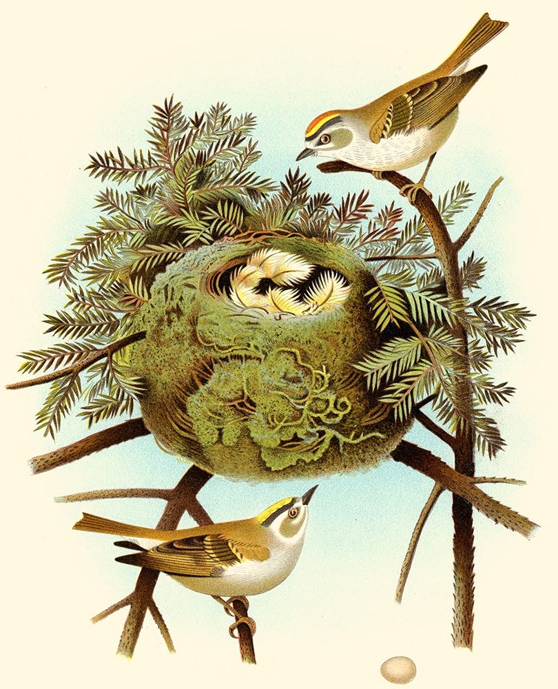 Feathering Nest III