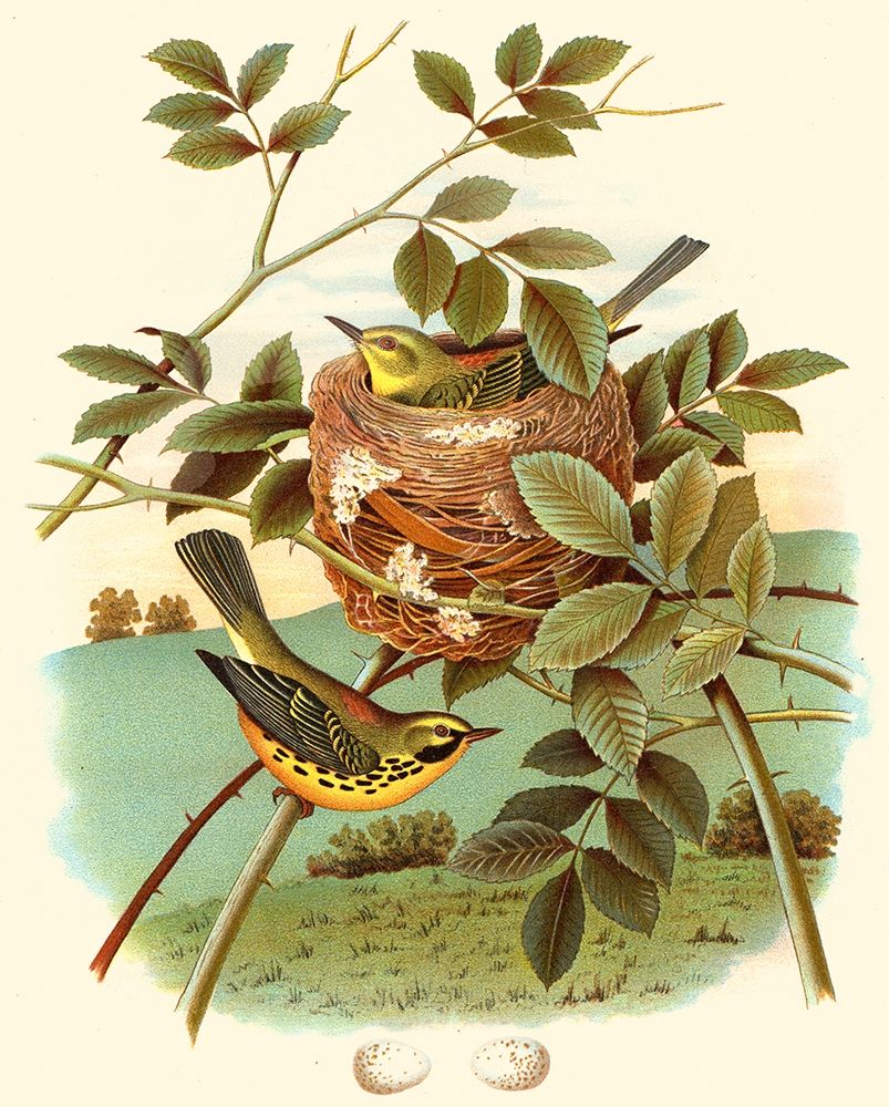 Feathering Nest IV