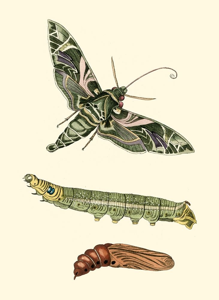 Butterfly Transformation I
