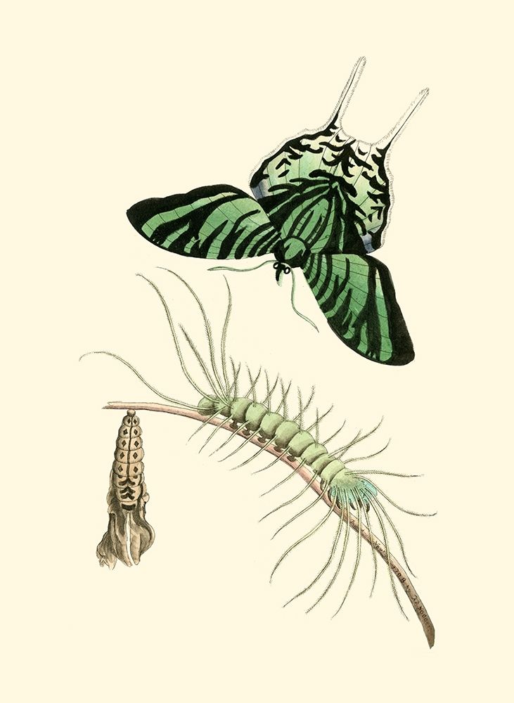 Butterfly Transformation II