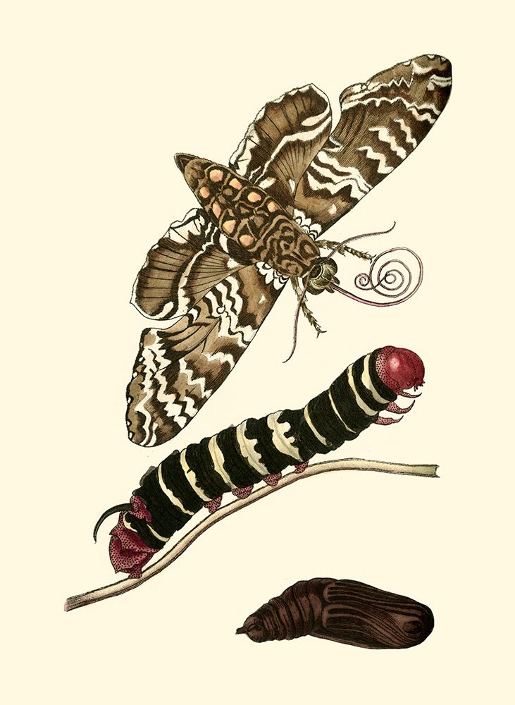 Butterfly Transformation III