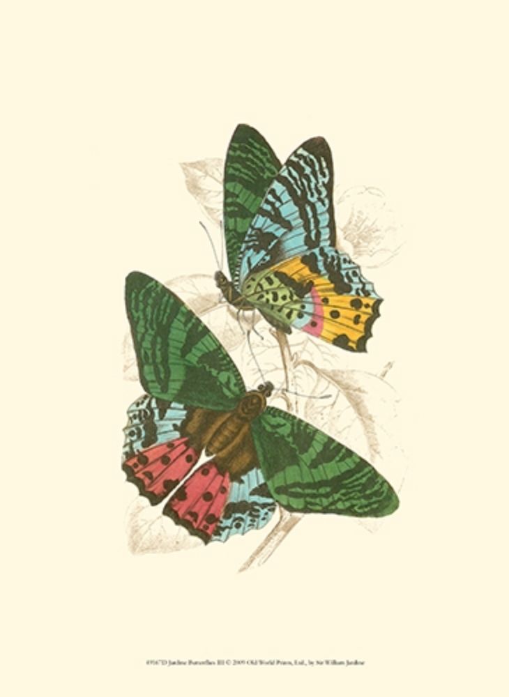 Jardine Butterflies III