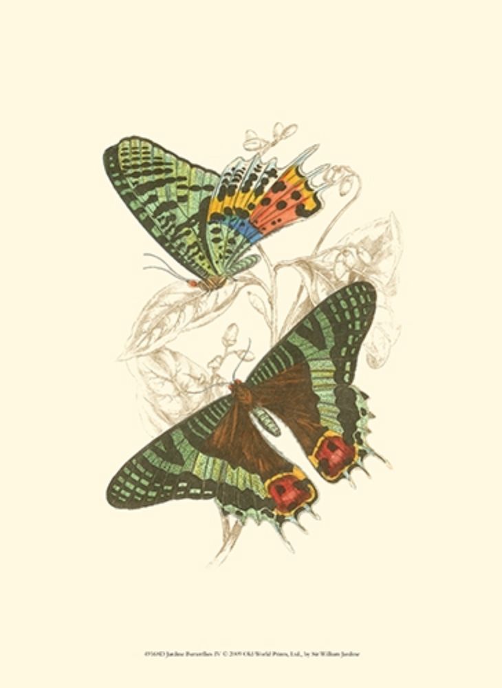Jardine Butterflies IV