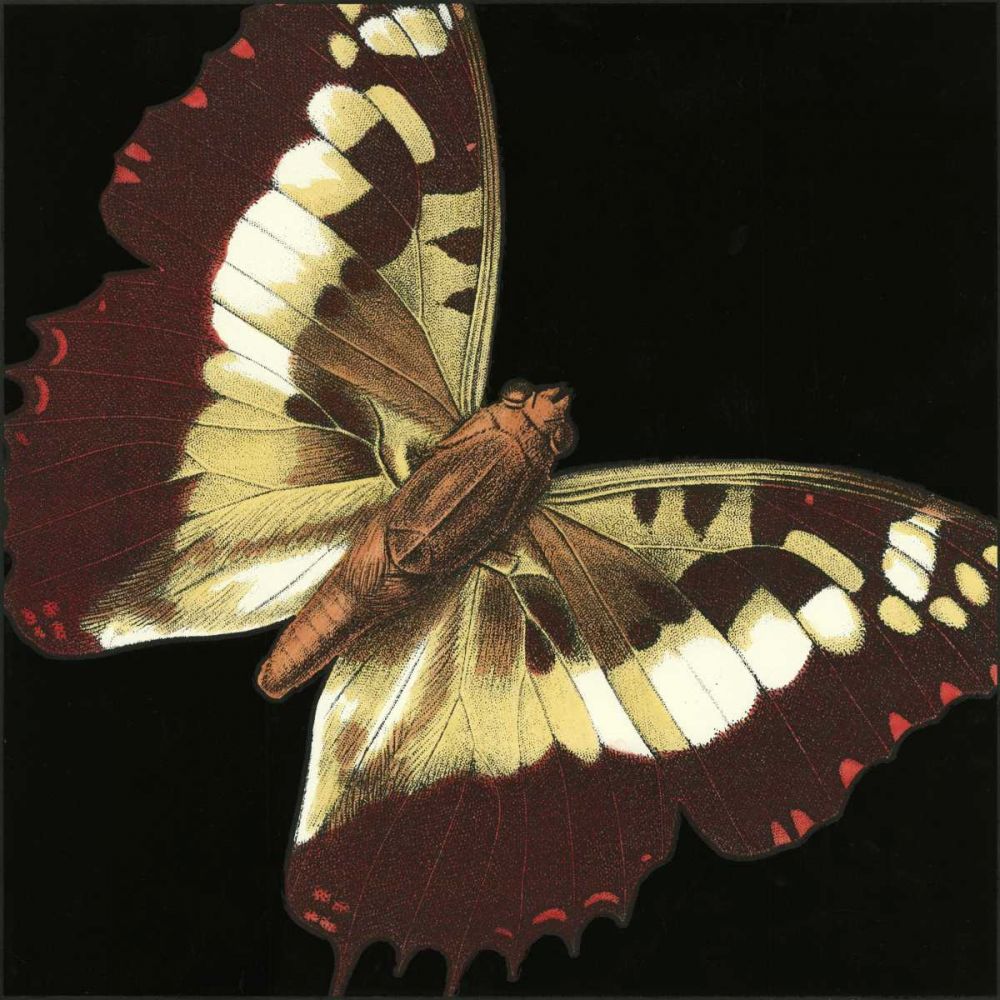 Small Dramatic Butterflies IV