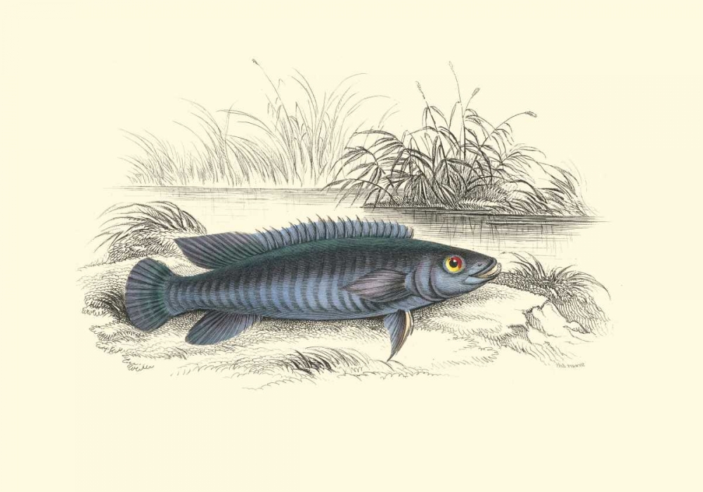 Lizars Game Fish III
