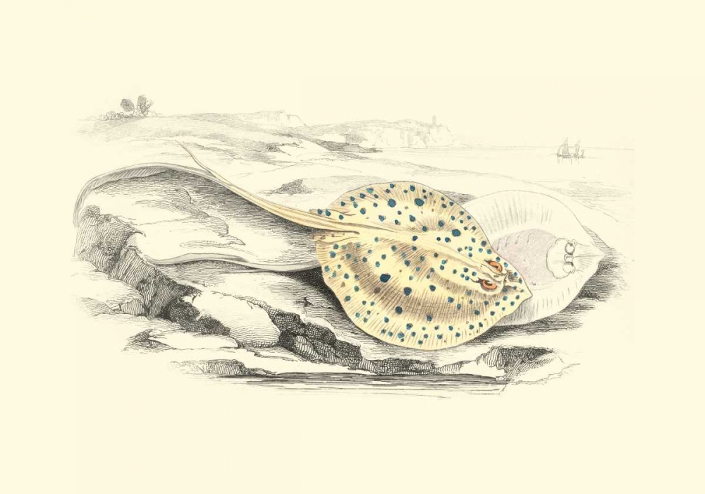 Lizars Stingray I