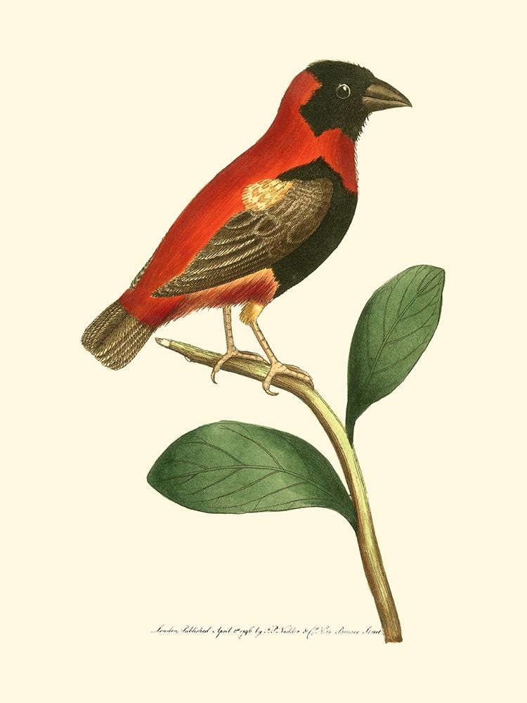 Crimson Birds I