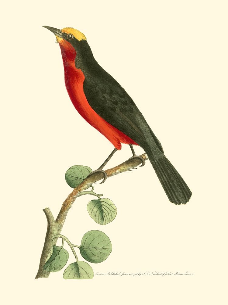 Crimson Birds II