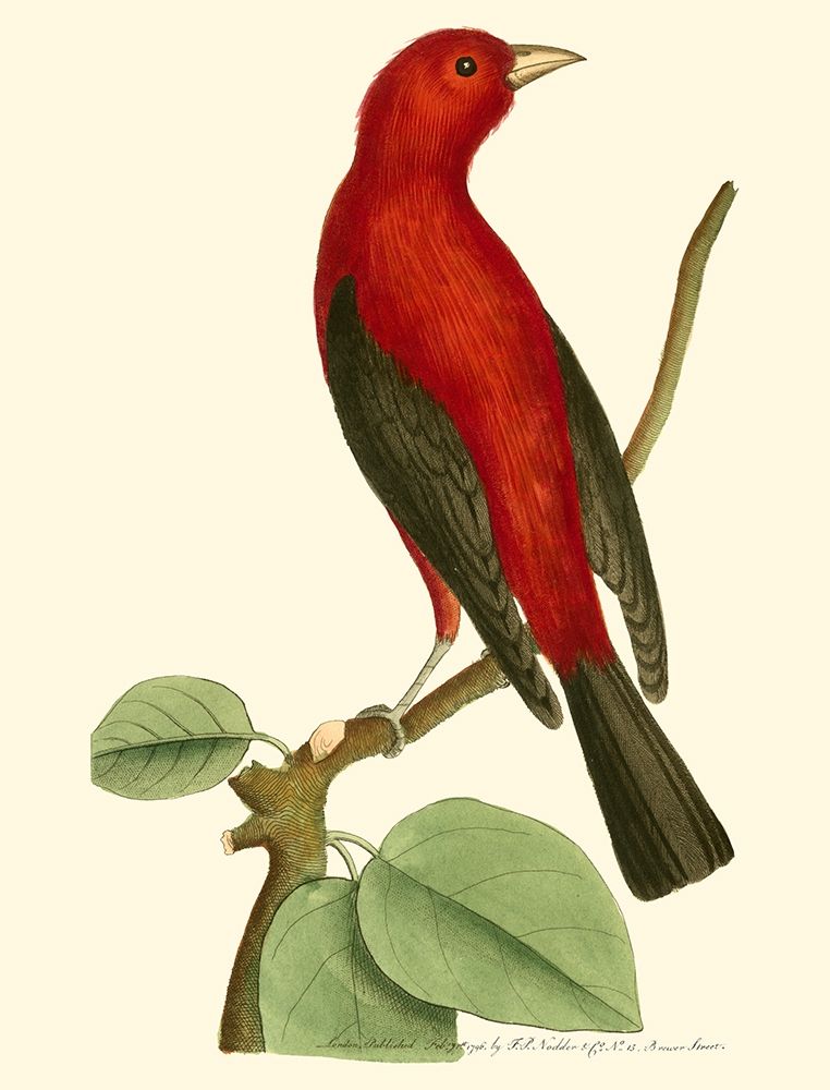 Crimson Birds III
