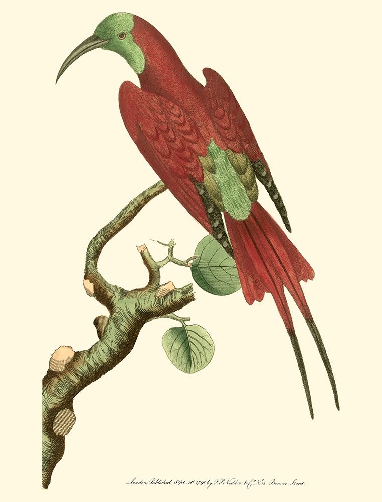 Crimson Birds IV