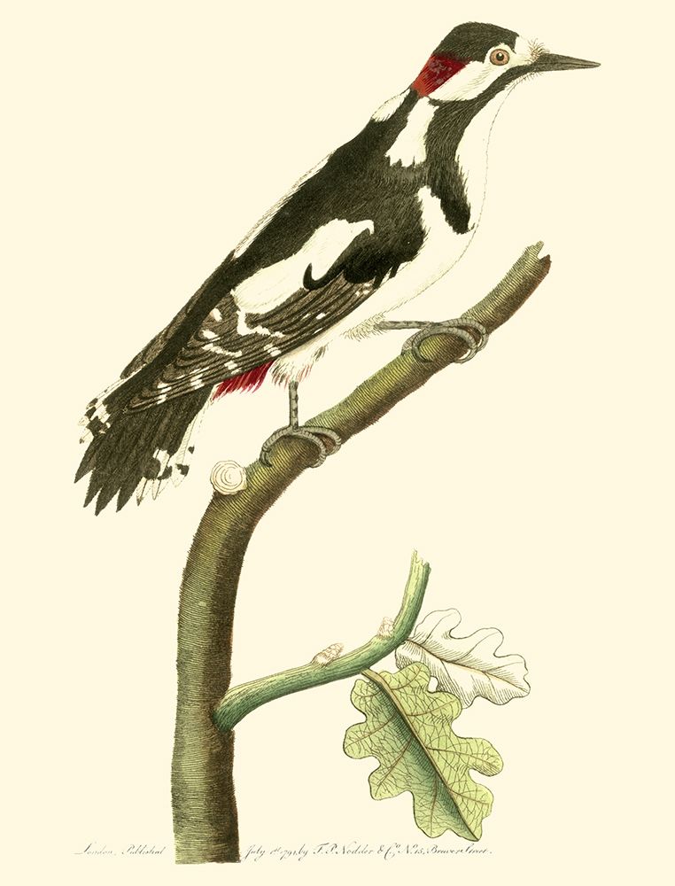 Crimson Birds V
