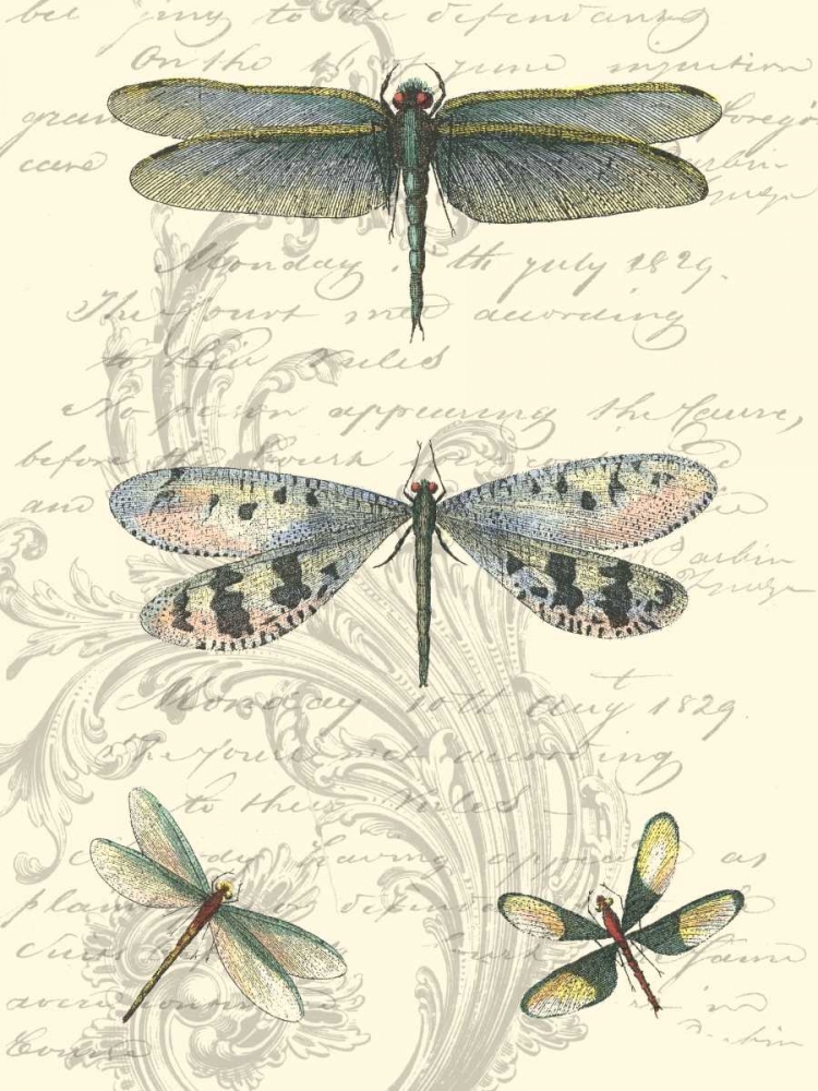 Dragonfly Delight II