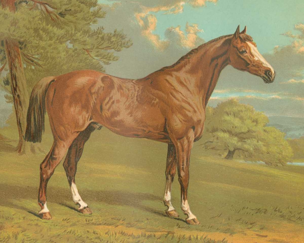 Cassells Thoroughbred I