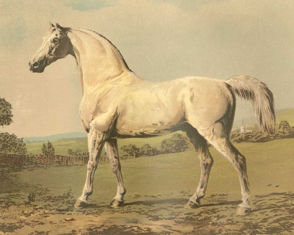Cassells Thoroughbred II