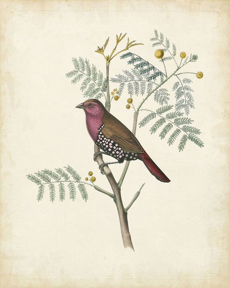 Delicate Birds II