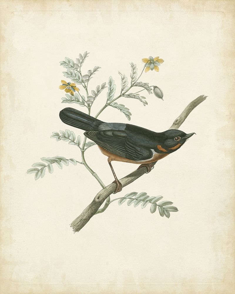 Delicate Birds III