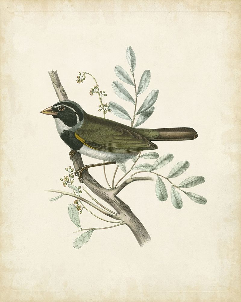 Delicate Birds VI
