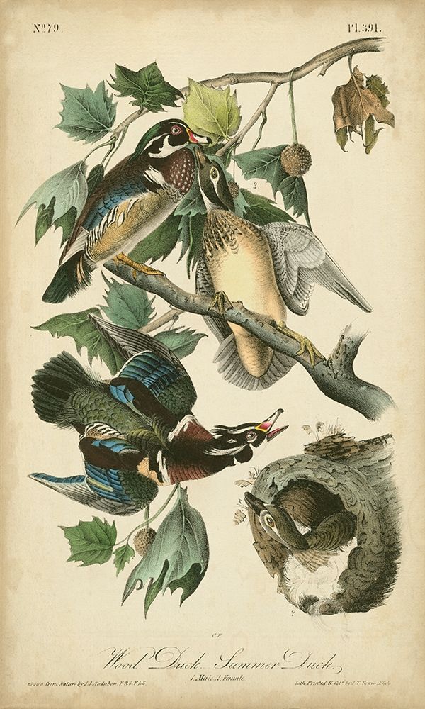 Audubon Wood Duck